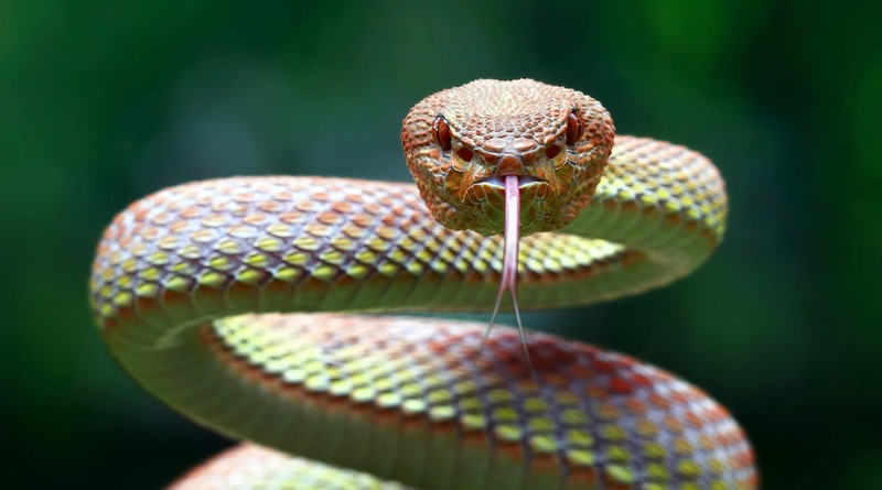 Nằm mơ thấy rắn đánh số gì dễ trúng nhất