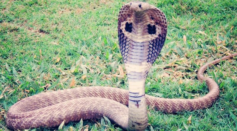 Góc nhìn hiện đại: Mơ thấy rắn dưới góc khoa học