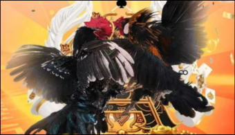 Tìm hiểu về hình thức đá gà trực tiếp đang hot hiện nay