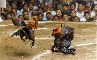 AZ888 Vua Gà – Đấu Trường Game Bài Đậm Chất Bản Lĩnh Dành Cho Người Chơi Thực Thụ